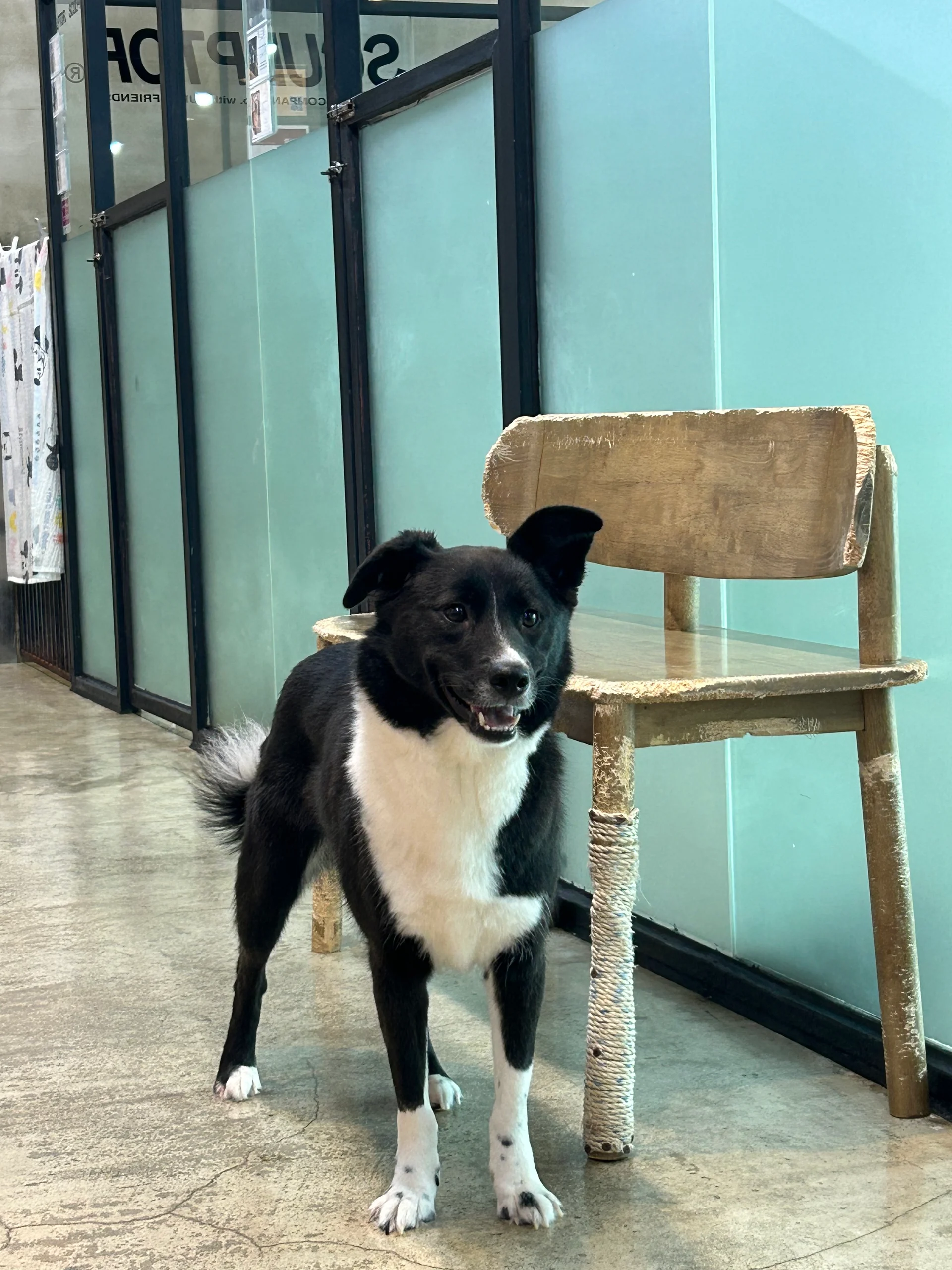 임보 오기 전 털이 윤기없고 푸석하던 호수