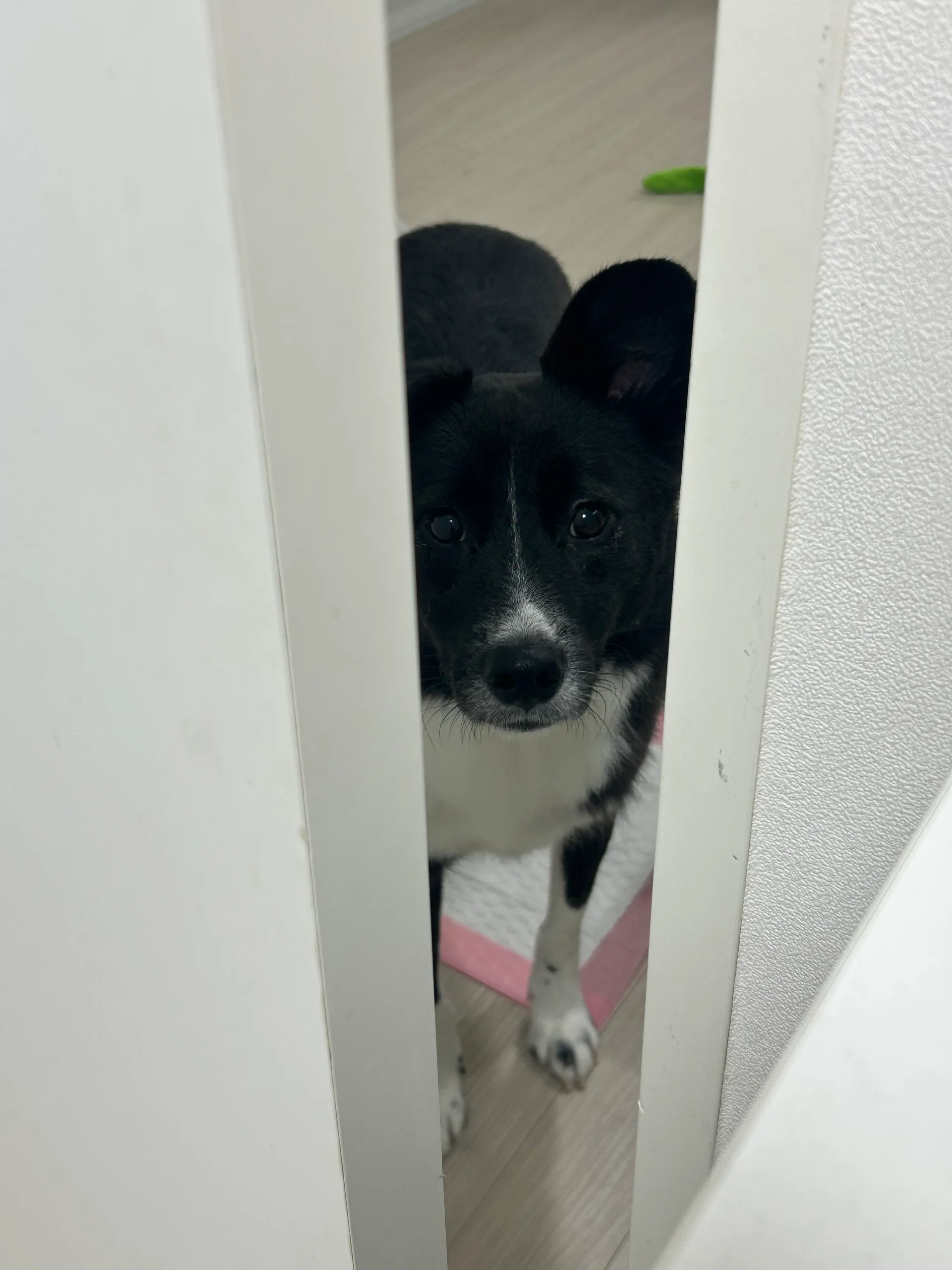 화식에 눈뜬 후로 이제 밥시간에 문앞에서 달라고 시위하는 호수