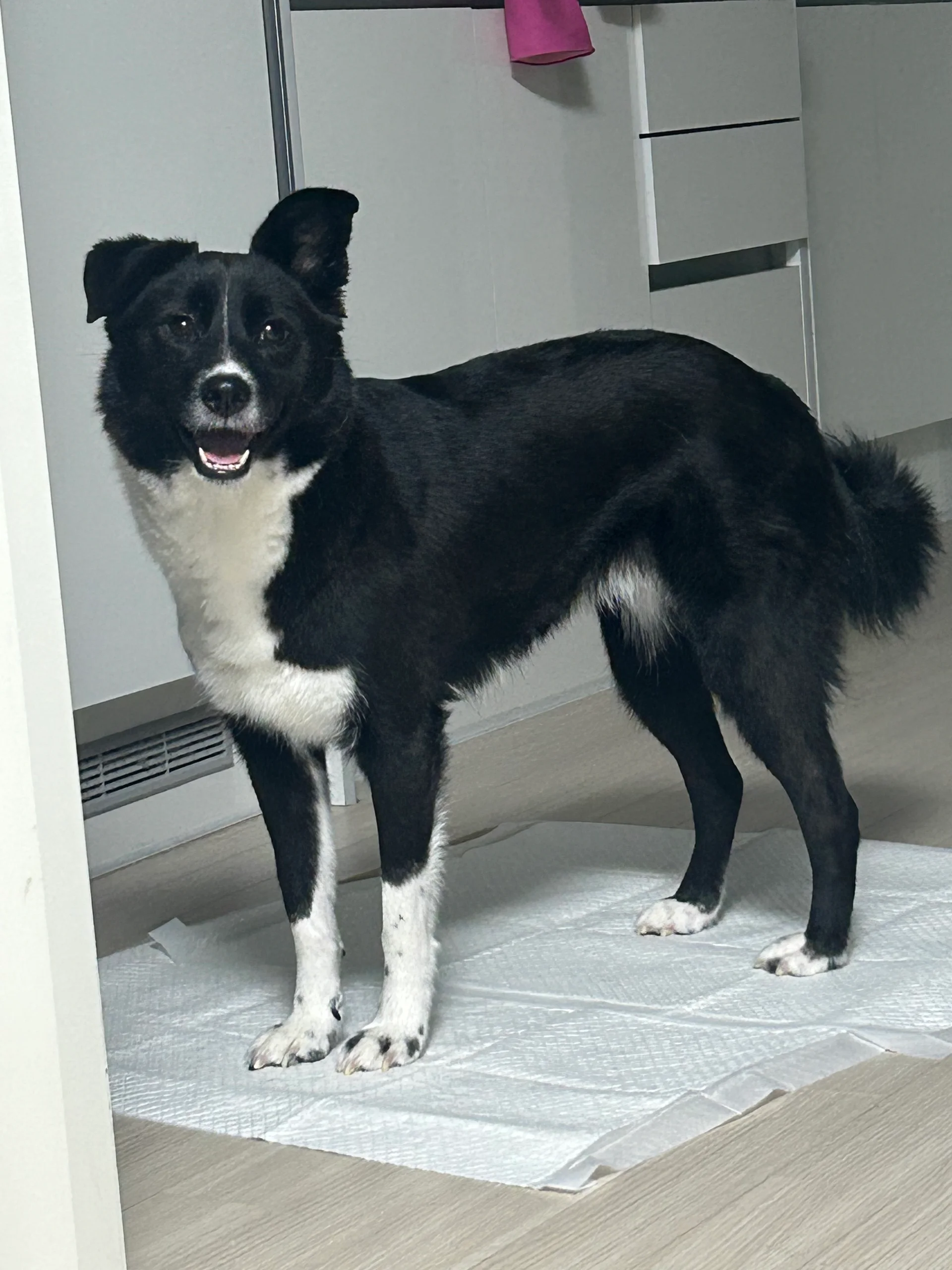 행복한 화식과 안정적인 환경에 웃음을 찾은 호수