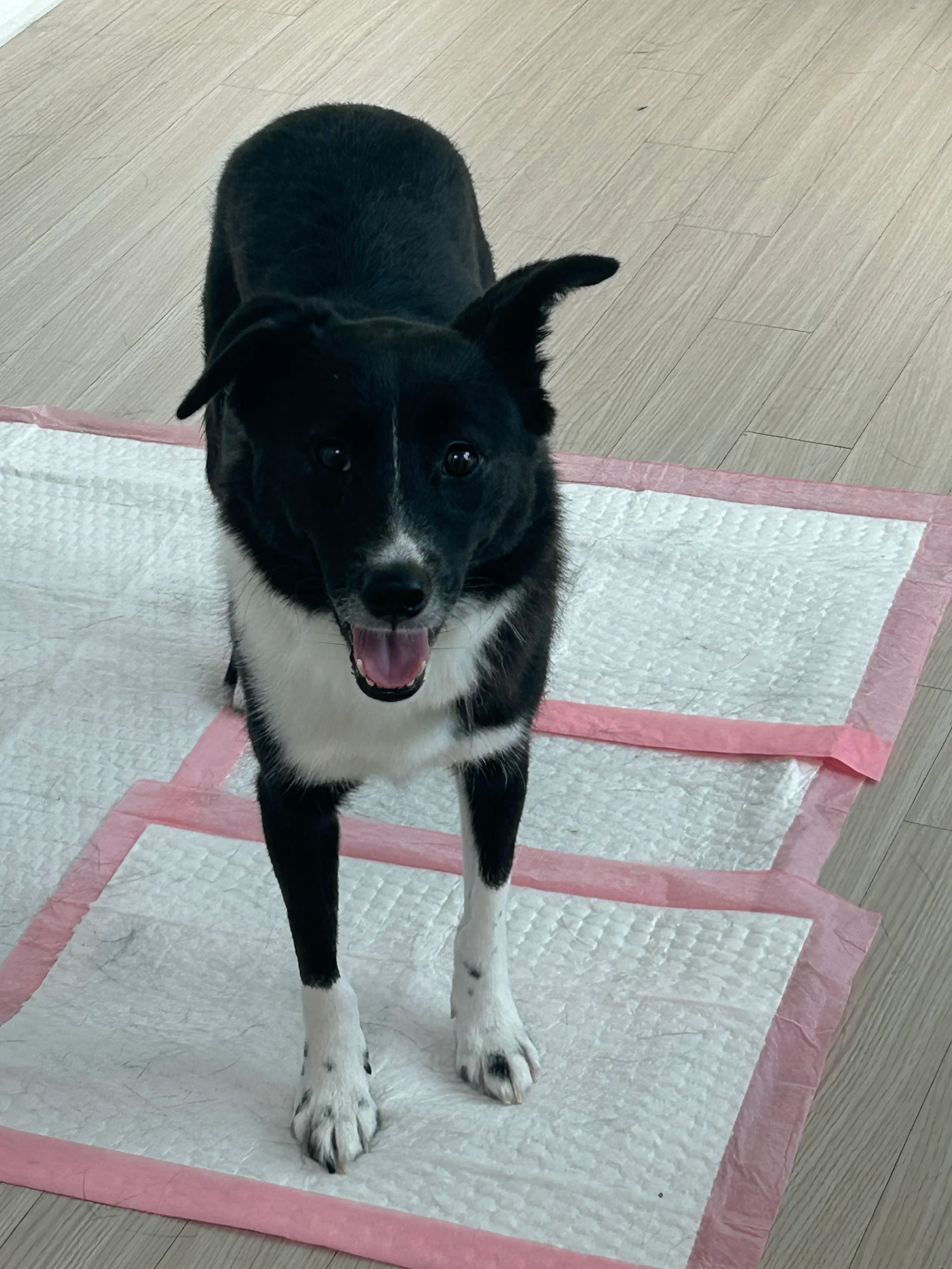 행복한 화식과 안정적인 환경에 웃음을 찾은 호수