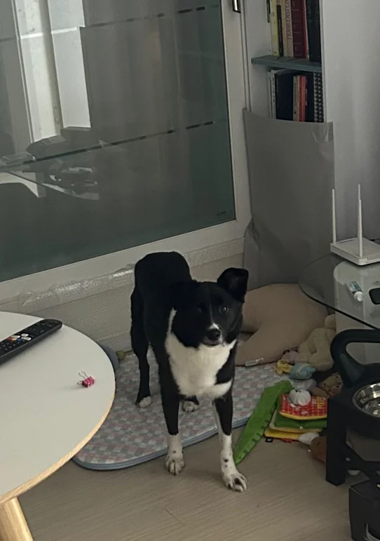 화식에 눈을 뜨게 된 후로 이전과 다르게 밥 준비하는 저에게 다가오는 호수