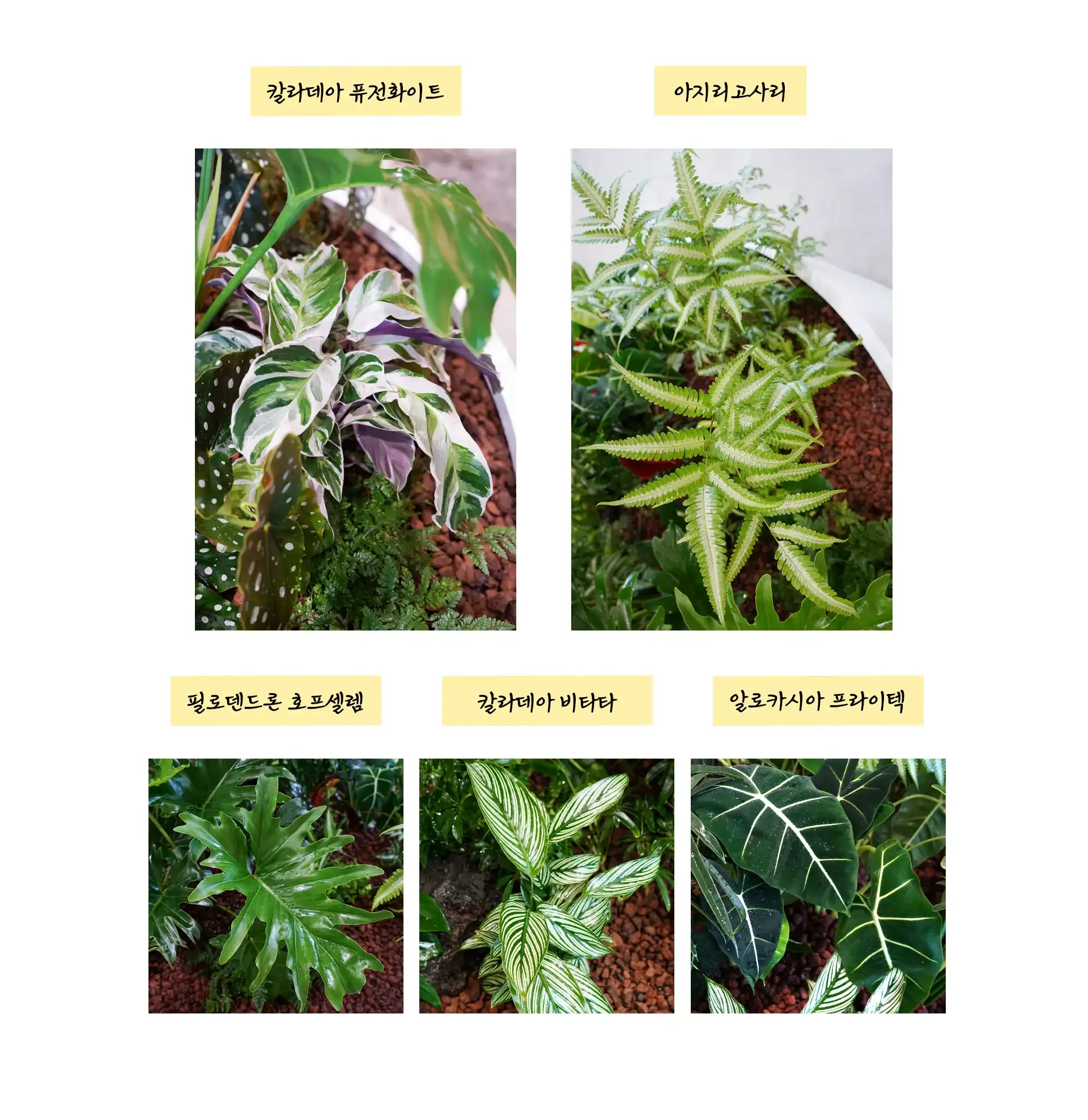 조경회사가 적합한 수종을 기획하는 과정