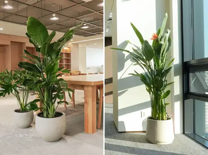 여인초와 극락조 : 실내조경 식물의 비교