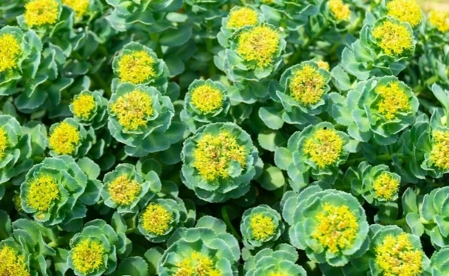 만성 스트레스 및 코르티솔 조절에 도움을 주는 어댑토젠 성분 홍경천