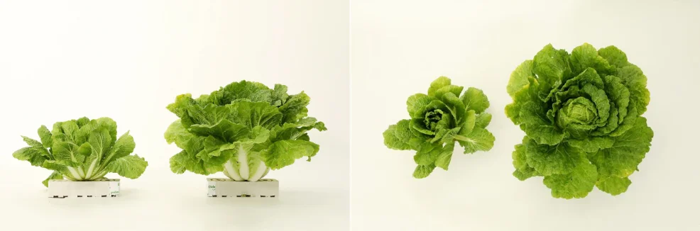 CJ CheilJedang Green Rose