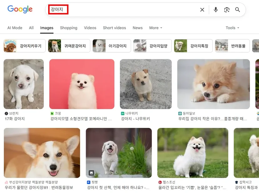 구글에 강아지를 검색했을 때 검색되는 이미지