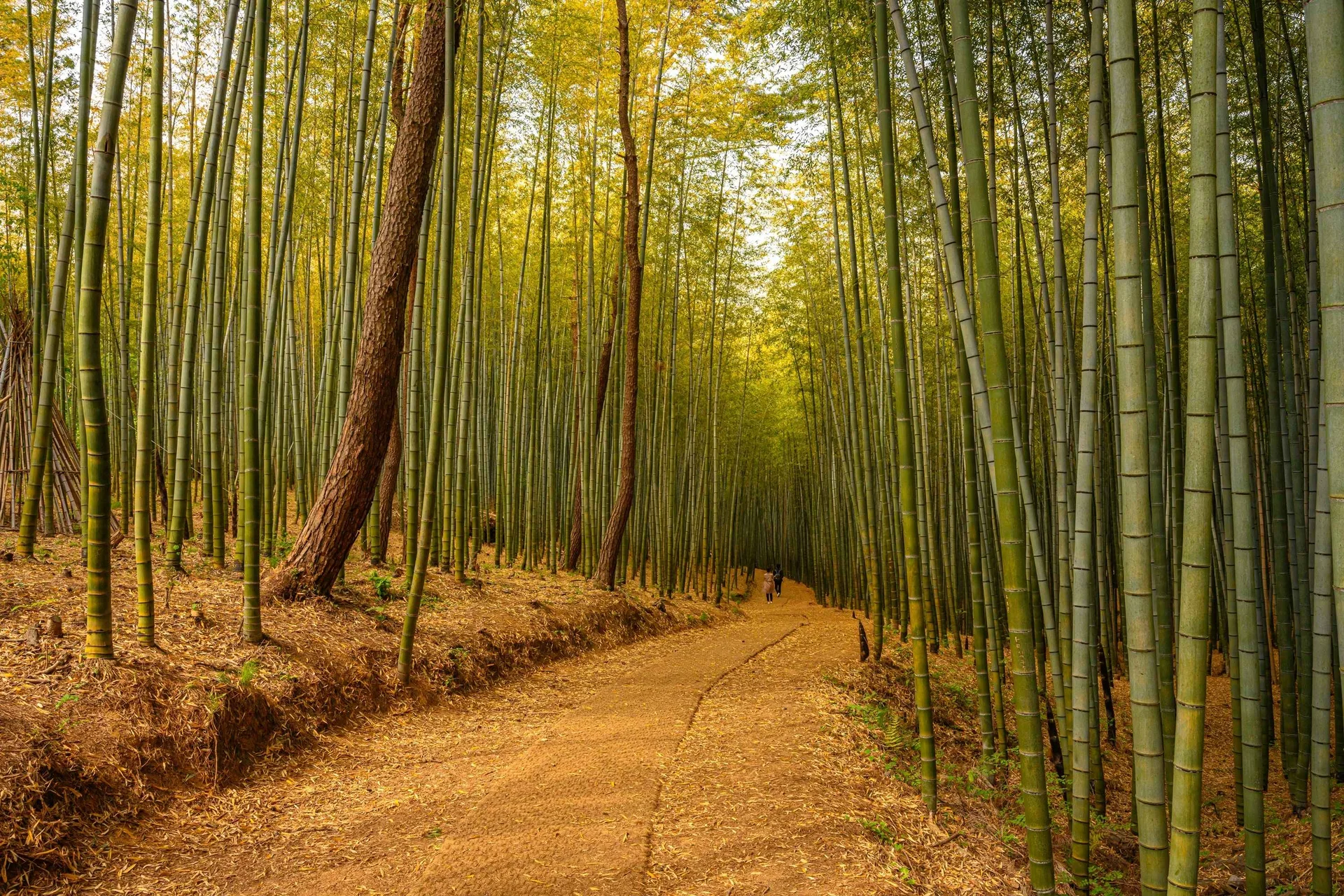 A high-angle, perspective shot of a dirt path winding through the dense Ahopsan Forest in Busan. The path is covered in fallen brown leaves and pine needles, leading the eye deep into a thick grove of tall, slender green bamboo stalks that stretch toward the top of the frame.  To the left of the path, a thick, textured brown tree trunk leans slightly over the trail, contrasting with the straight, vertical lines of the bamboo. In the far distance, two small figures are walking down the path, emphasizing the immense height and scale of the surrounding forest. The upper canopy is a mix of soft yellow and green foliage, creating a peaceful, natural atmosphere with warm, dappled light.