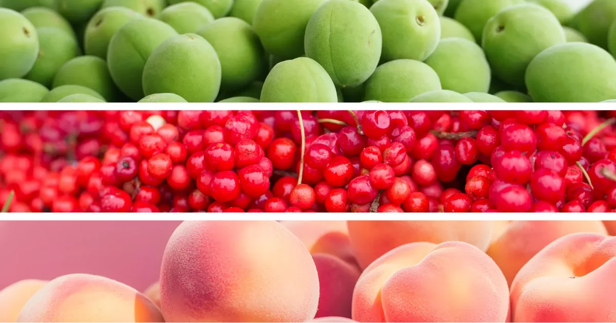 인기있는 전통 과실주