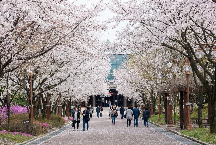 A scenic spring view of the cherry blossom tunnel at Chuncheon Hwamokwon (Gangwon-do Provincial Arboretum), featuring a wide paved walkway filled with visitors. The path is lined with mature cherry blossom trees forming a dense canopy of pale pink and white flowers, with vibrant pink azalea bushes blooming on the left. In the background, the arboretum's main building with a blue glass facade is visible at the end of the tree-lined avenue.