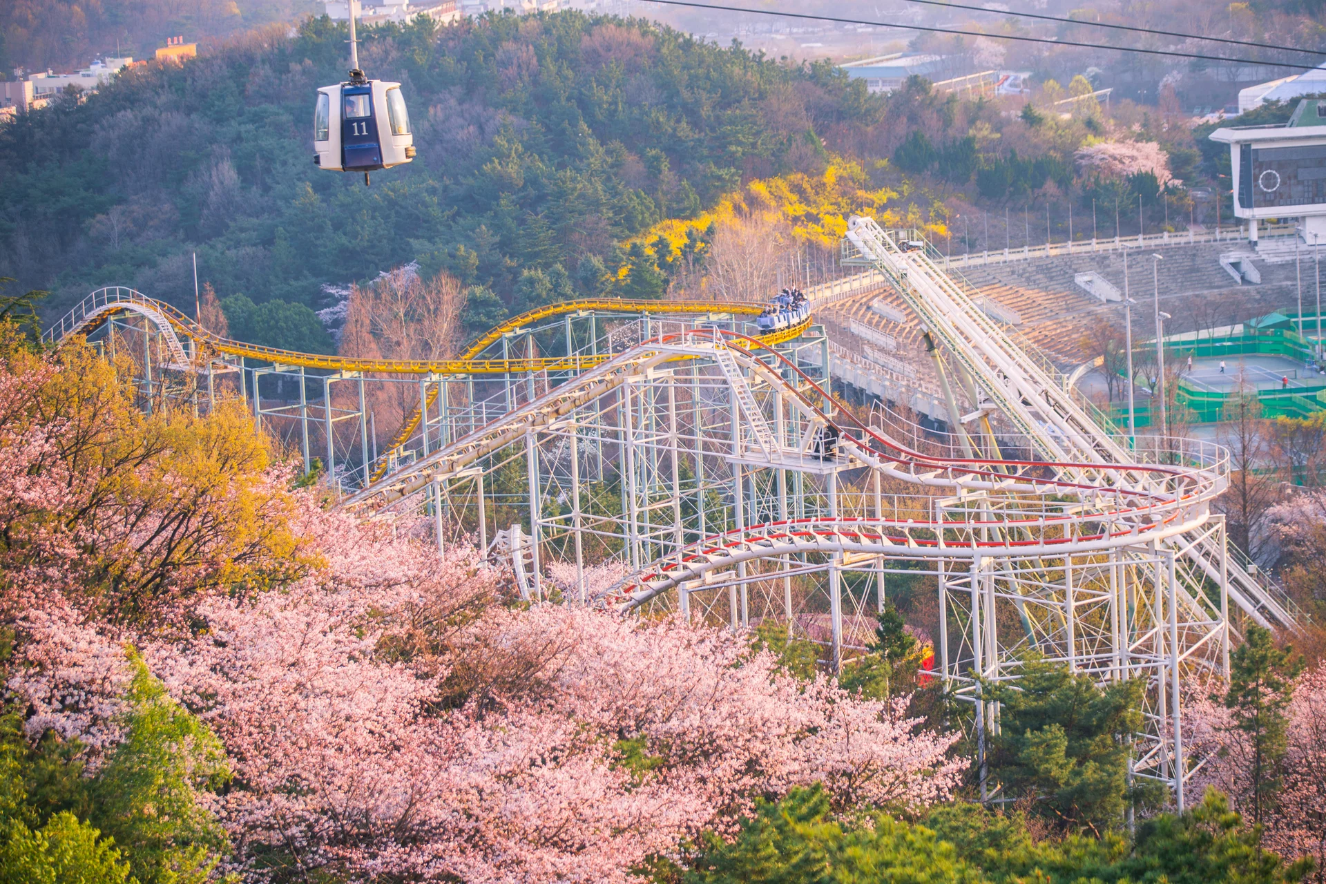Scenic view of E-World amusement park in Daegu, South Korea, during the spring cherry blossom season. A white rollercoaster with red rails loops through vibrant pink cherry blossom trees, while a yellow rollercoaster track winds in the background. A Skyway cable car glides overhead against a backdrop of lush green hills and yellow forsythia, highlighting the mix of thrill rides and nature at this popular Korean travel destination.