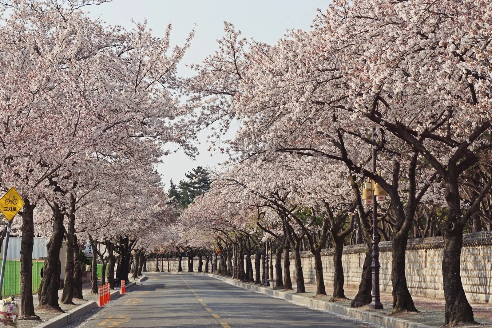 A scenic perspective view of the Daereungwon Stone Wall Path in Gyeongju, South Korea, during peak spring season. A paved two-lane asphalt road is flanked on both sides by mature cherry blossom trees, their branches curving inward to create a dense canopy of pale pink and white flowers. To the right, a traditional Korean stone wall with a tiled roof runs parallel to the road, bordering the ancient tomb complex. On the left, a yellow diamond-shaped road sign with a bicycle icon is visible near green fencing. The scene is peaceful and devoid of heavy traffic, highlighting the contrast between the historic stone architecture and the soft spring blooms.