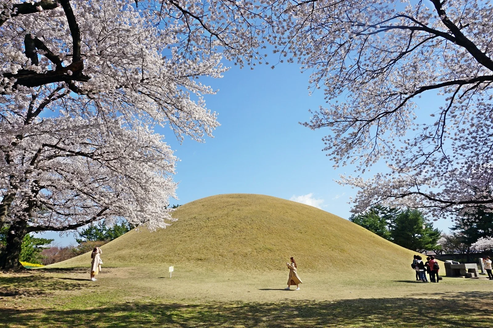A wide-angle landscape photograph of a massive ancient Silla burial mound at Daereungwon Tomb Complex in Gyeongju, South Korea, during the spring cherry blossom season. The large, grass-covered earthen tumulus sits centrally under a clear blue sky, framed by blooming Yoshino cherry trees with pale pink and white flowers in the foreground. Several tourists in spring attire are walking across the green lawn at the base of the tomb. The image captures the serene blend of historical Silla Dynasty heritage and seasonal natural beauty, highlighting Gyeongju as a top UNESCO World Heritage travel destination.