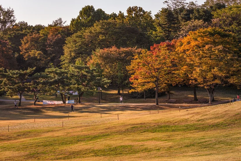 Scenic autumn foliage along the Mongchontoseong Fortress trail at Olympic Park, Seoul, South Korea, featuring vibrant red trees and golden grass fields.