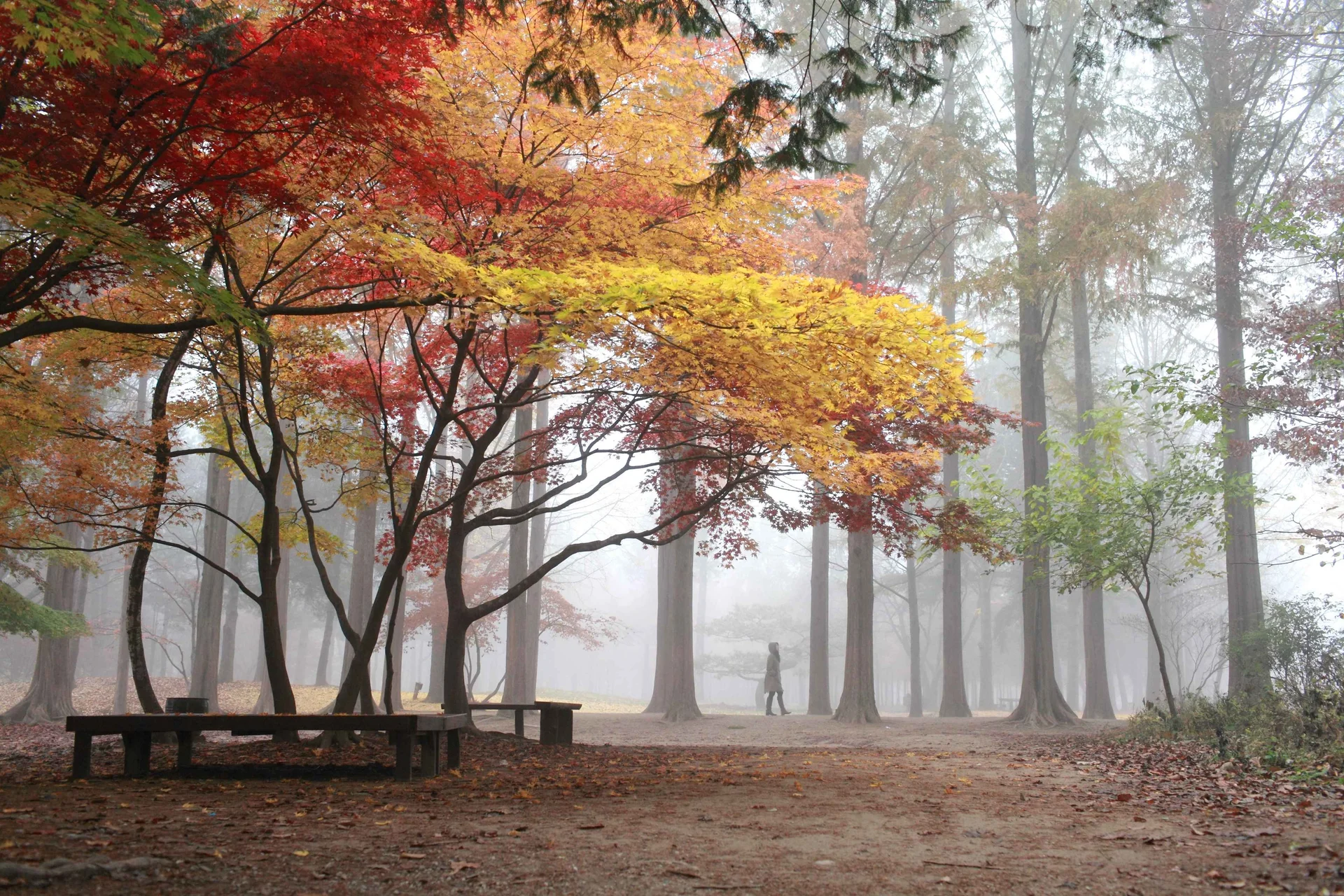 Autumn foliage at Nami Island, South Korea, featuring vibrant red maple trees, a misty Metasequoia lane, and wooden benches in a park setting.