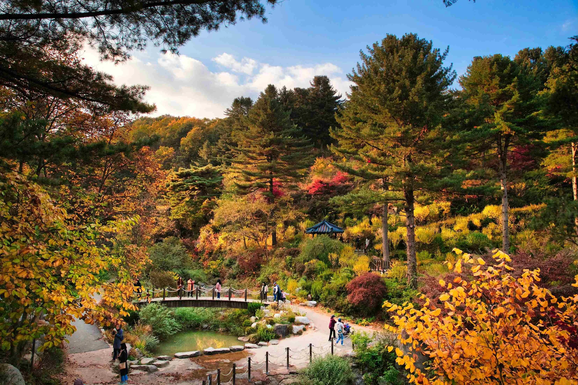Scenic autumn foliage at The Garden of Morning Calm in Gapyeong, South Korea, featuring vibrant red and yellow maple trees, a traditional pavilion, and visitors crossing a wooden bridge over a pond.
