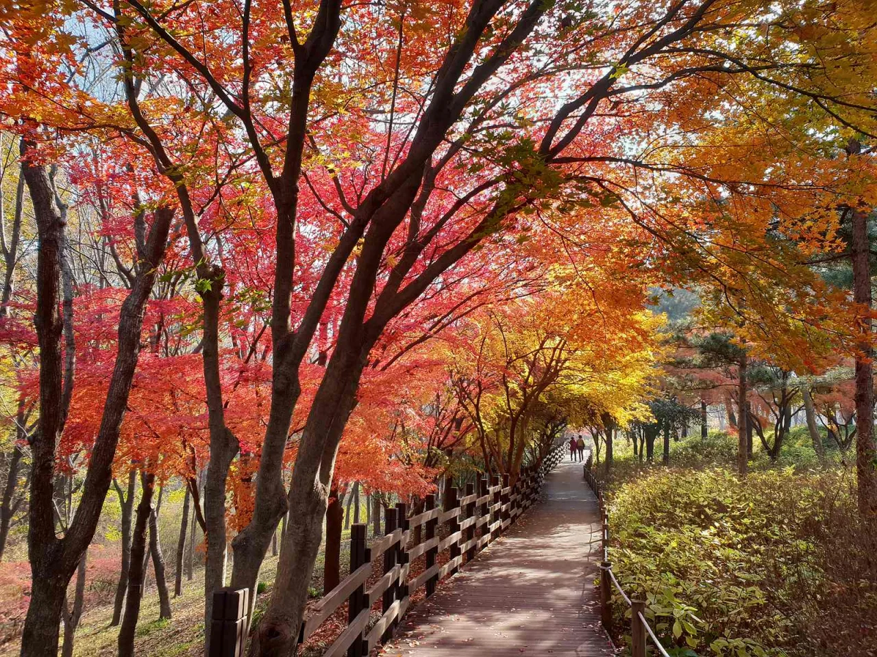 Wooden walkway through Daegu Arboretum in South Korea, covered with brilliant fall foliage in red, orange, and yellow hues, perfect for a peaceful nature walk.