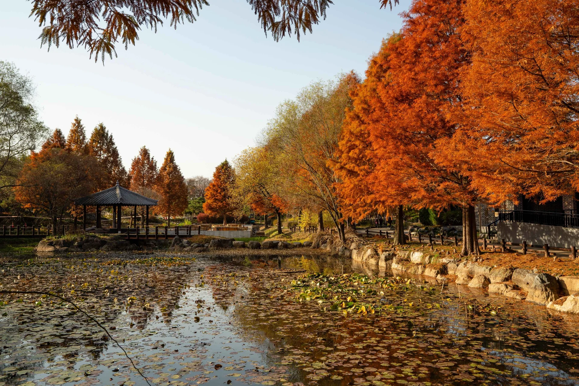 Scenic view of Jeonju Arboretum in South Korea with a peaceful pond, autumn trees in full foliage, and a traditional Korean pavilion reflecting serene fall beauty.