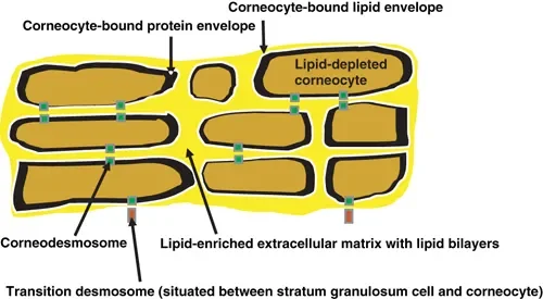 각질세포와 지질층의 결합 구조: 각질 세포들이 지질(기름막)로 촘촘하게 연결되어 수분을 지켜주는 피부 장벽의 미세 구조(출처: Experimental Dermatology, 2008 / Figure 2)
