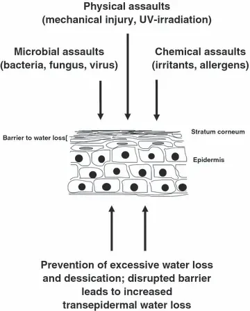 피부 장벽의 이중 방어막: 외부의 유해 세균과 자극은 튕겨내고, 피부 속 소중한 수분은 나가지 못하게 꽉 잡아주는 방어 기전 [(출처: ](https://onlinelibrary.wiley.com/doi/full/10.1111/j.1600-0625.2008.00786.x)[Experimental Dermatology](https://onlinelibrary.wiley.com/doi/full/10.1111/j.1600-0625.2008.00786.x)[, 2008 / Figure 1)](https://onlinelibrary.wiley.com/doi/full/10.1111/j.1600-0625.2008.00786.x)