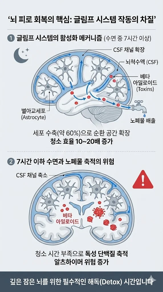 수면 부족 시 뇌 노폐물 청소(글림프 시스템) 차질 인포그래픽. 7시간 이상 수면 시 별아교세포가 60% 수축하며 뇌척수액(CSF) 채널이 확장되어 베타 아밀로이드가 배출되는 과정과, 수면 부족 시 통로가 막혀 독소가 축적되는 위험성을 비교 도식화