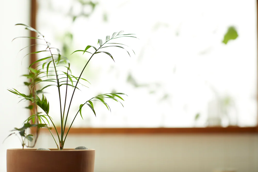 암요양병원 찾기 | 힐링오아시스