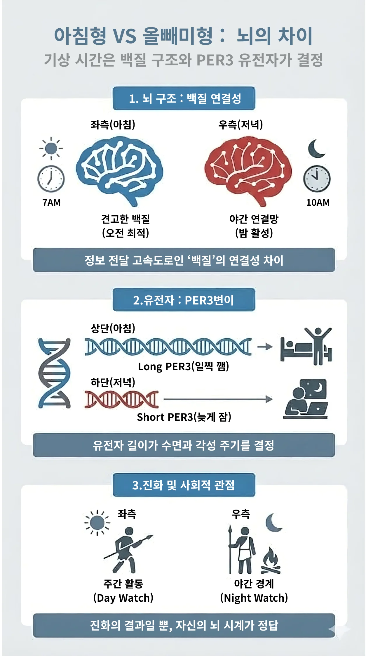 아침형 인간과 올빼미형 인간의 생물학적 차이를 설명한 인포그래픽. 첫째, 뇌 구조 섹션에서는 아침형 인간이 오전 7시에 견고한 백질 연결성을 보이는 반면, 올빼미형 인간은 오후 10시에 야간 연결망이 활성화됨을 뇌 MRI 도식으로 비교. 둘째, 유전자 섹션에서는 아침형이 긴 PER3 유전자(Long PER3)를 가져 일찍 깨고, 올빼미형은 짧은 PER3 유전자(Short PER3)를 가져 늦게 자는 메커니즘을 DNA 나선으로 시각화. 셋째, 진화적 관점에서는 주간 활동(Day Watch)과 야간 경계(Night Watch)로 나뉘어 진화했음을 원시인 아이콘으로 표현함.