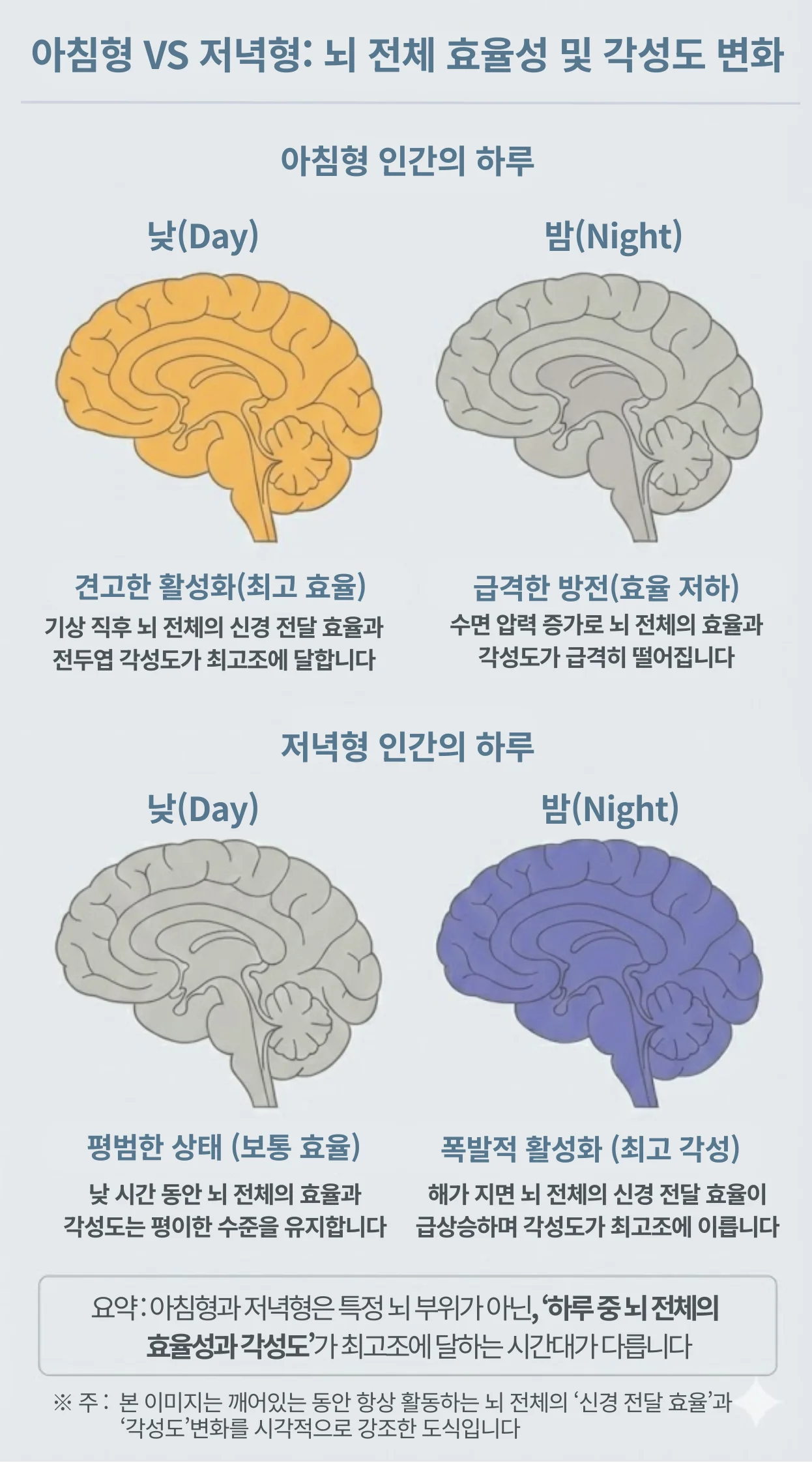 아침형 인간과 올빼미형 인간의 뇌 백질 연결성 및 시간대별 활성화 효율 비교 인포그래픽. 낮과 밤의 뇌 각성도 차이 시각화