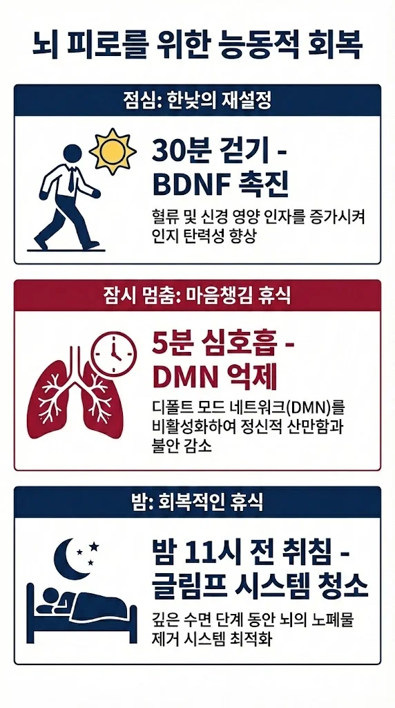 뇌 피로 회복을 위한 능동적 휴식 인포그래픽: 점심 30분 걷기(BDNF 촉진), 5분 심호흡(DMN 억제), 밤 11시 전 취침(글림프 시스템 청소)의 신경과학적 효과
