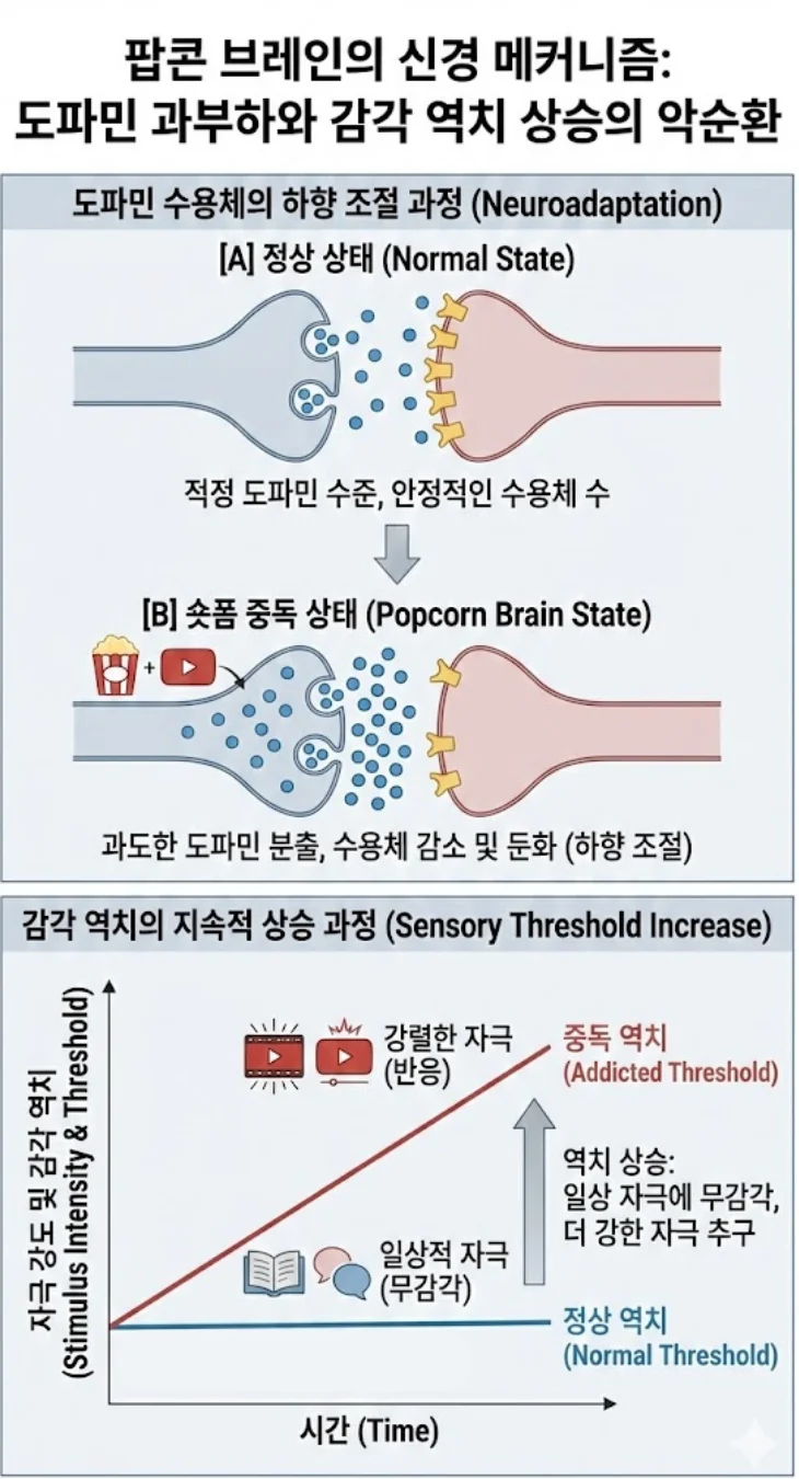 팝콘 브레인의 신경 메커니즘을 설명하는 세로형 인포그래픽. [상단] 도파민 수용체의 하향 조절 과정: 정상 상태의 시냅스에 비해 숏폼 중독 상태에서는 과도한 도파민 자극으로 인해 수용체 수가 현저히 줄어든 모습을 비교. [하단] 감각 역치 상승 그래프: 시간이 지날수록 중독된 뇌의 감각 역치 곡선이 가파르게 상승하여, 일상적 자극에는 반응하지 않고 강렬한 자극만 쫓게 되는 과정을 시각화함