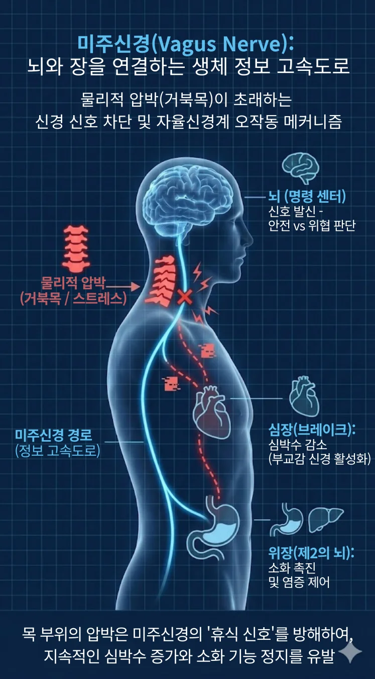 뇌에서 시작되어 심장과 위장으로 이어지는 미주신경 경로(파란색)와, 거북목으로 인한 경추 압박 지점(붉은색 X 표시)이 시각화된 3D 인체 해부도 배경. 물리적 압박에 의한 신경 신호 차단 및 자율신경계 오작동 메커니즘을 설명하기 위한 인포그래픽 베이스 이미지