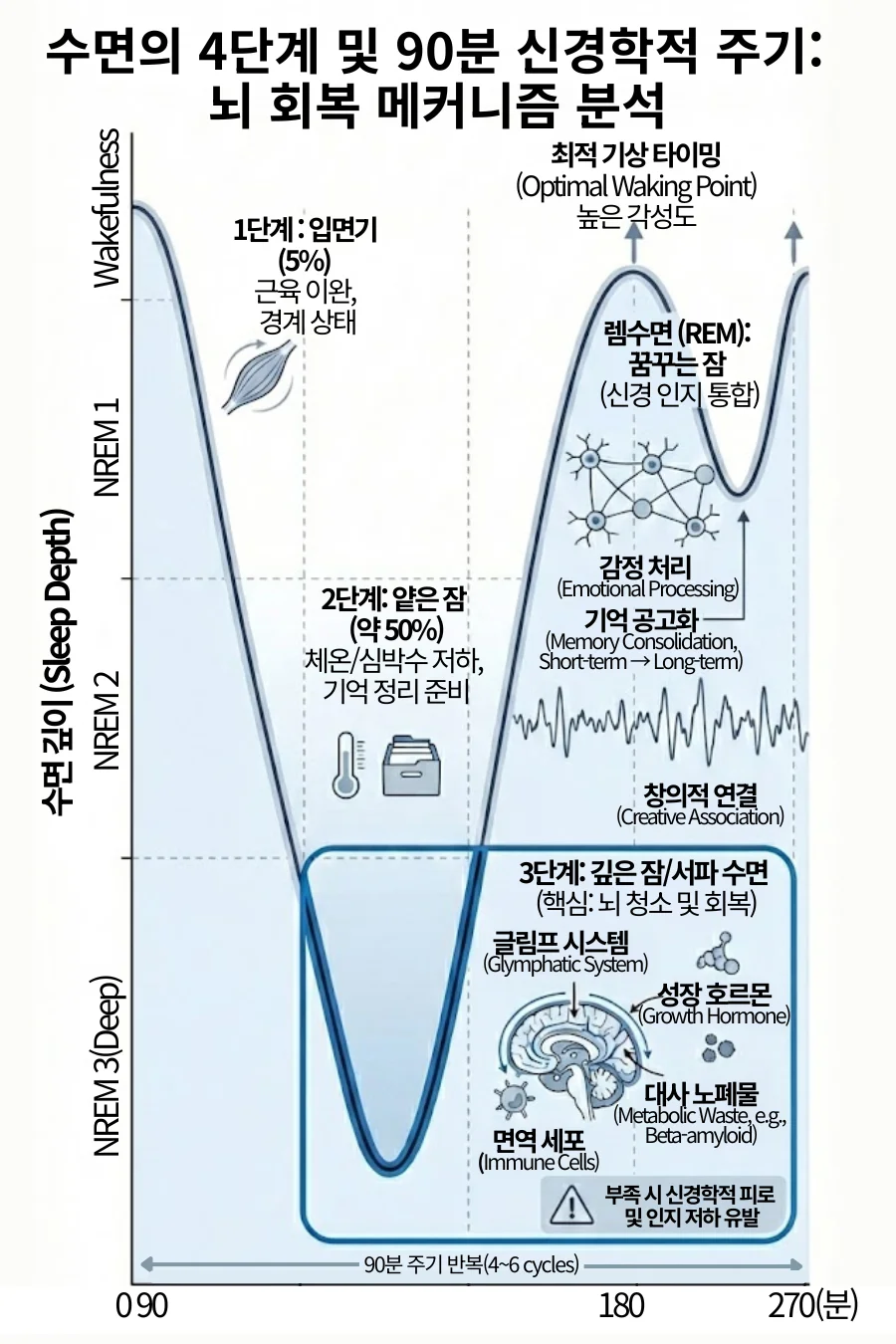 수면의 4단계 및 90분 신경학적 주기 그래프. 비렘수면(NREM) 1, 2, 3단계와 렘수면(REM)이 90분 간격으로 반복되는 파동을 시각화했다. 특히 3단계 깊은 잠(서파 수면)에서 일어나는 글림프 시스템의 뇌 독소 청소 작용과, 렘수면에서의 기억 공고화 기능을 설명한다. 그래프의 피크 지점인 90분, 180분, 270분이 최적의 기상 타이밍임을 보여주는 인포그래픽
