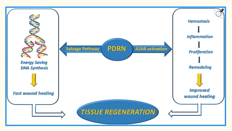 Research about how pdrn works on skin