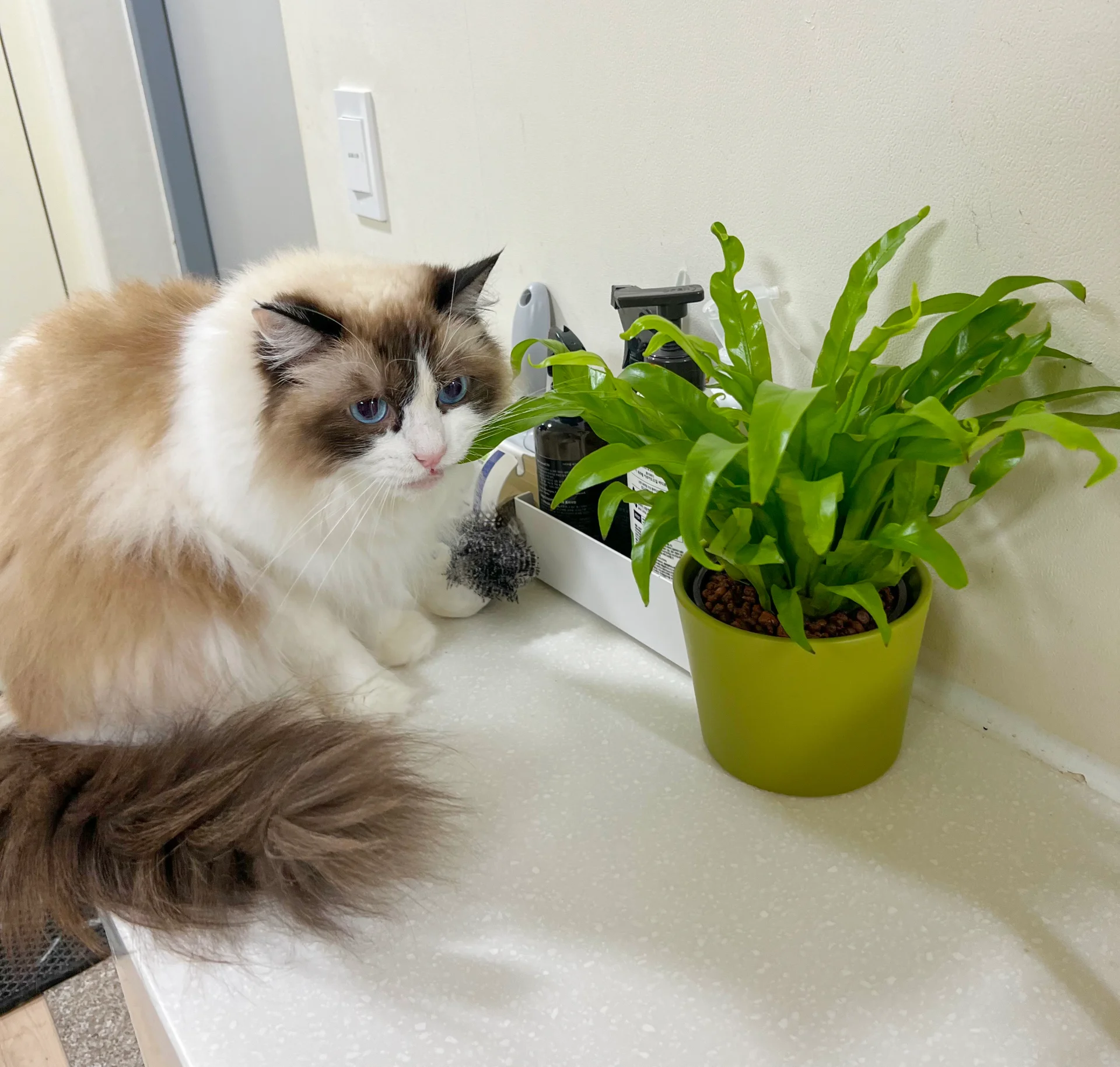 에코피플이 촬영한 화분과 고양이
