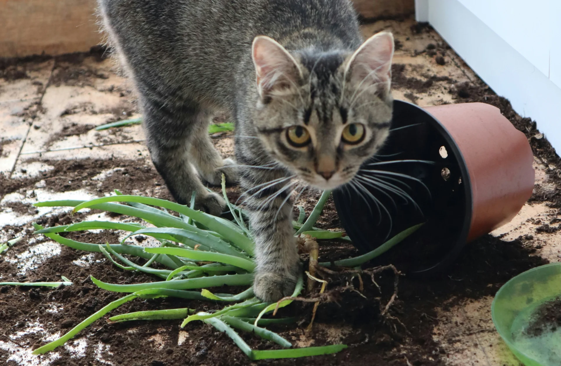 화분을 넘어뜨린 고양이