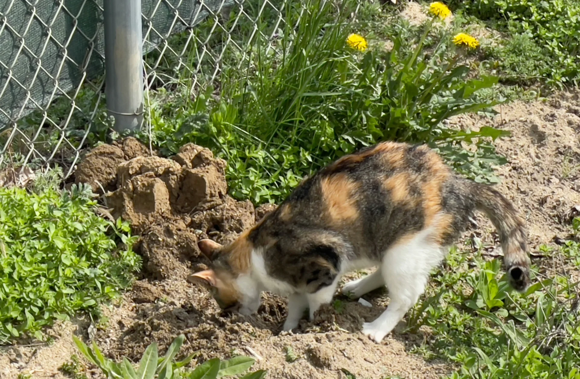 모래를 파는 고양이