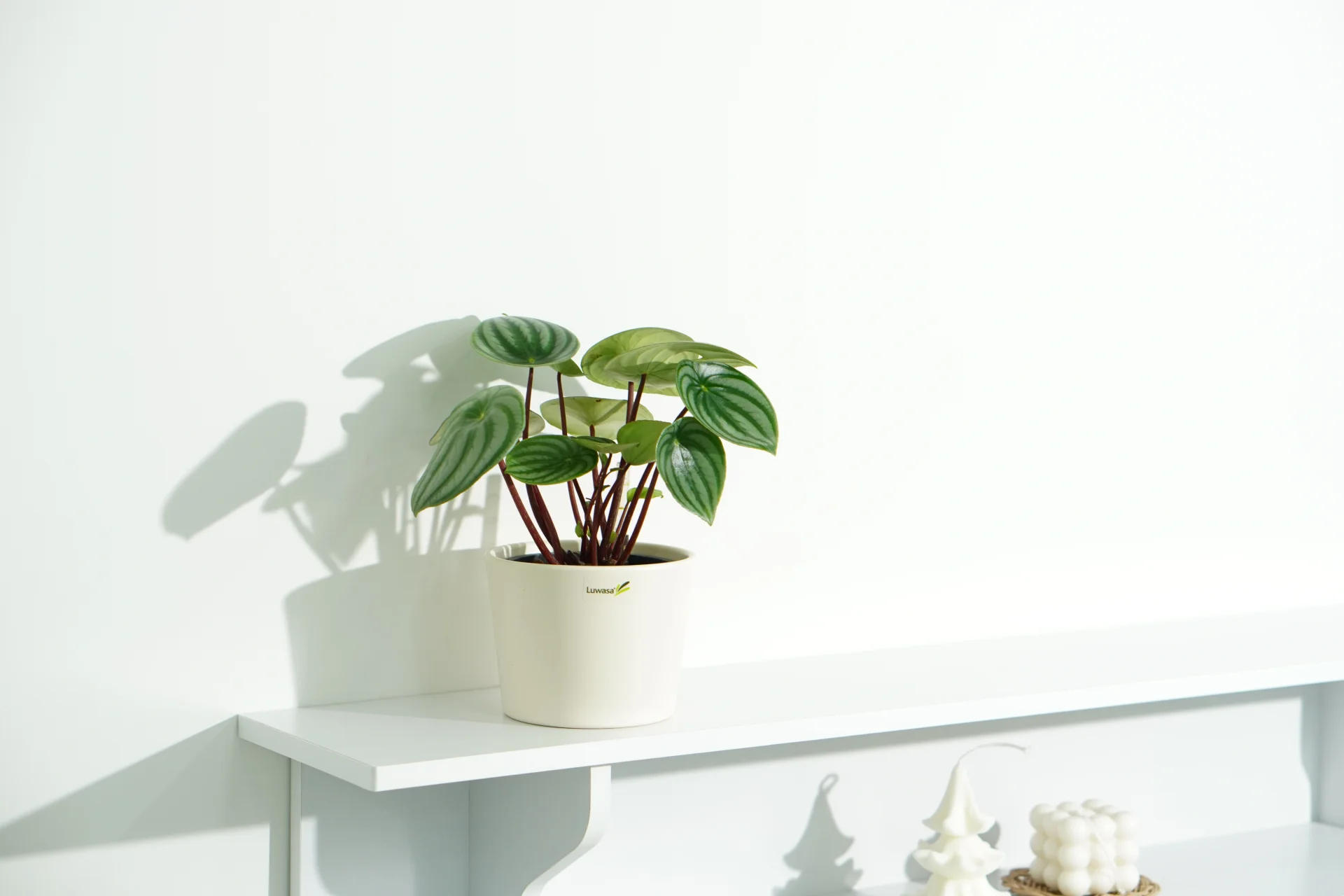 에코피플이 생산한 수경식물 수박페페로미아