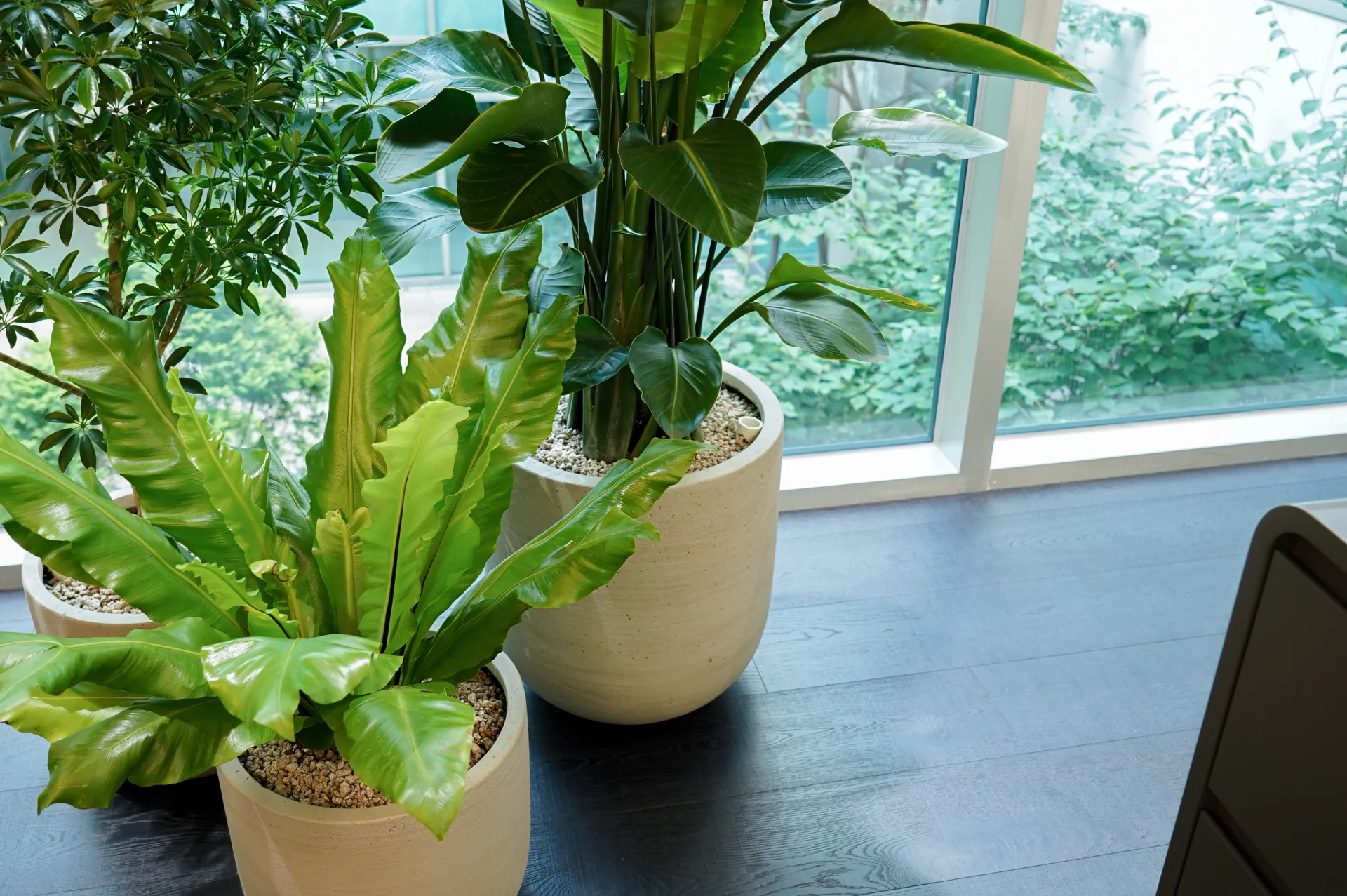 에코피플의 디자인 화분에 심은 보스톤고사리