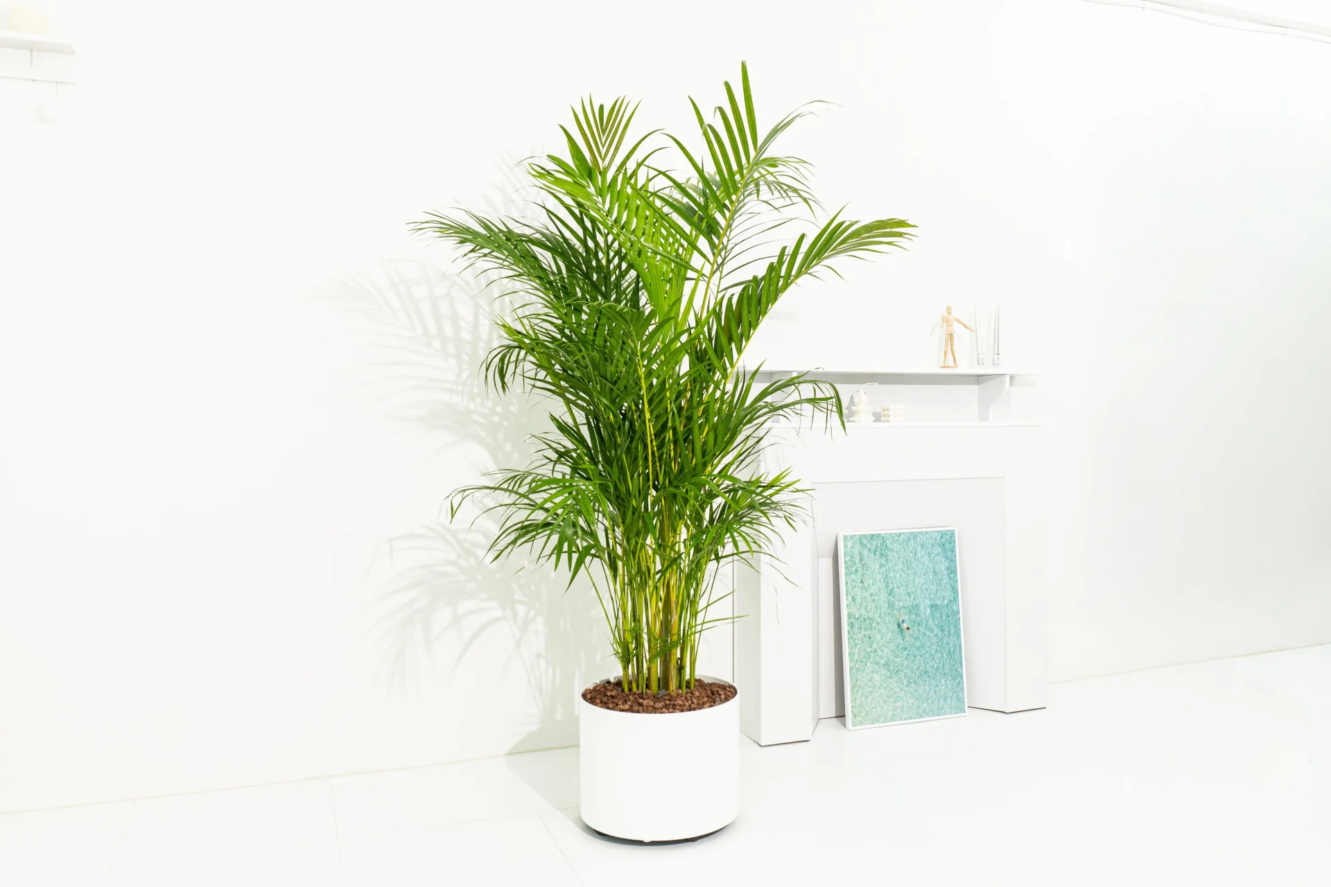 수경식물로 재배한 아레카야자