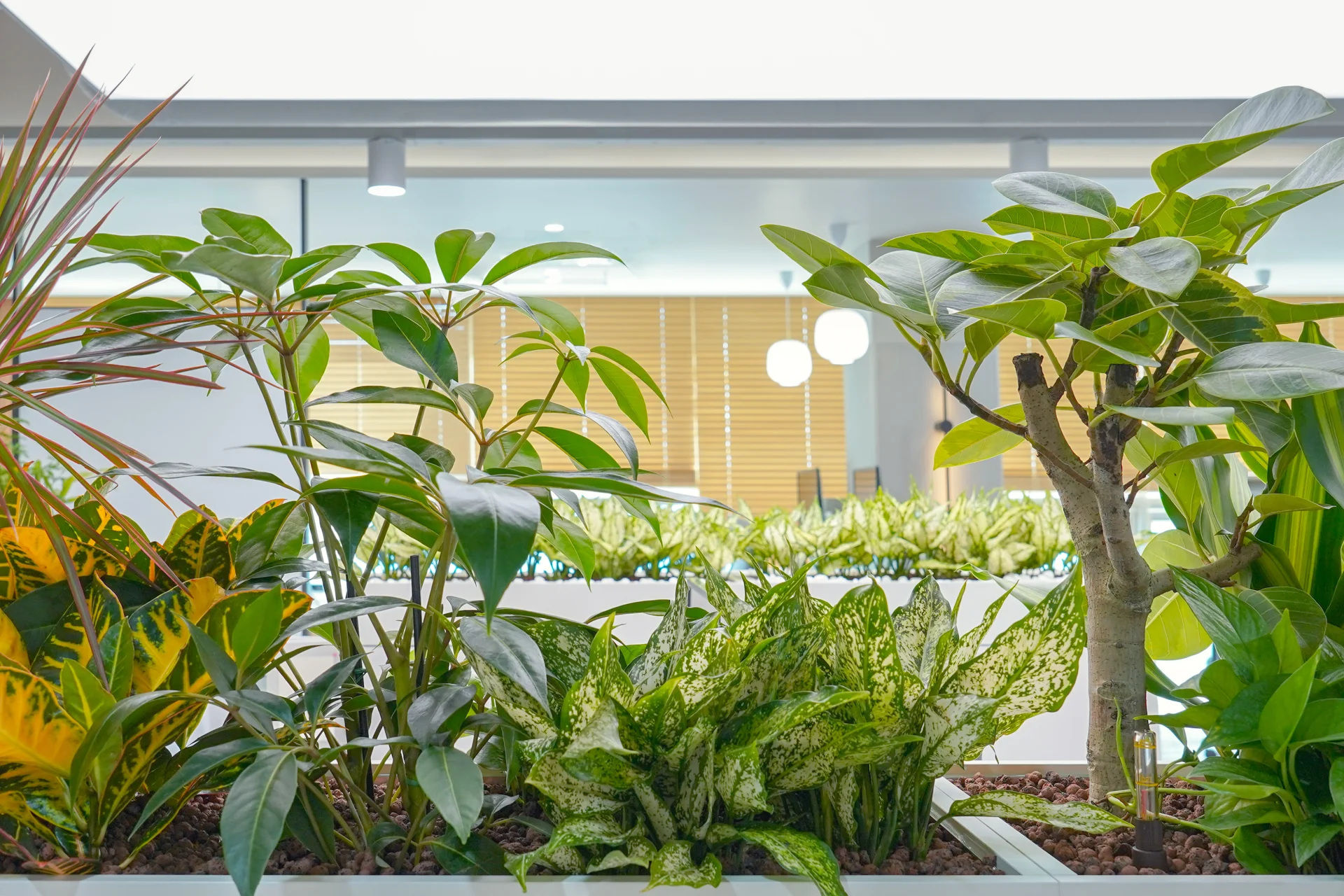 다양한 품종의 수경식물을 하이드로볼에 식재해 꾸민 오피스 미니 정원. 에코피플이 설계한 디자인 플랜테리어.