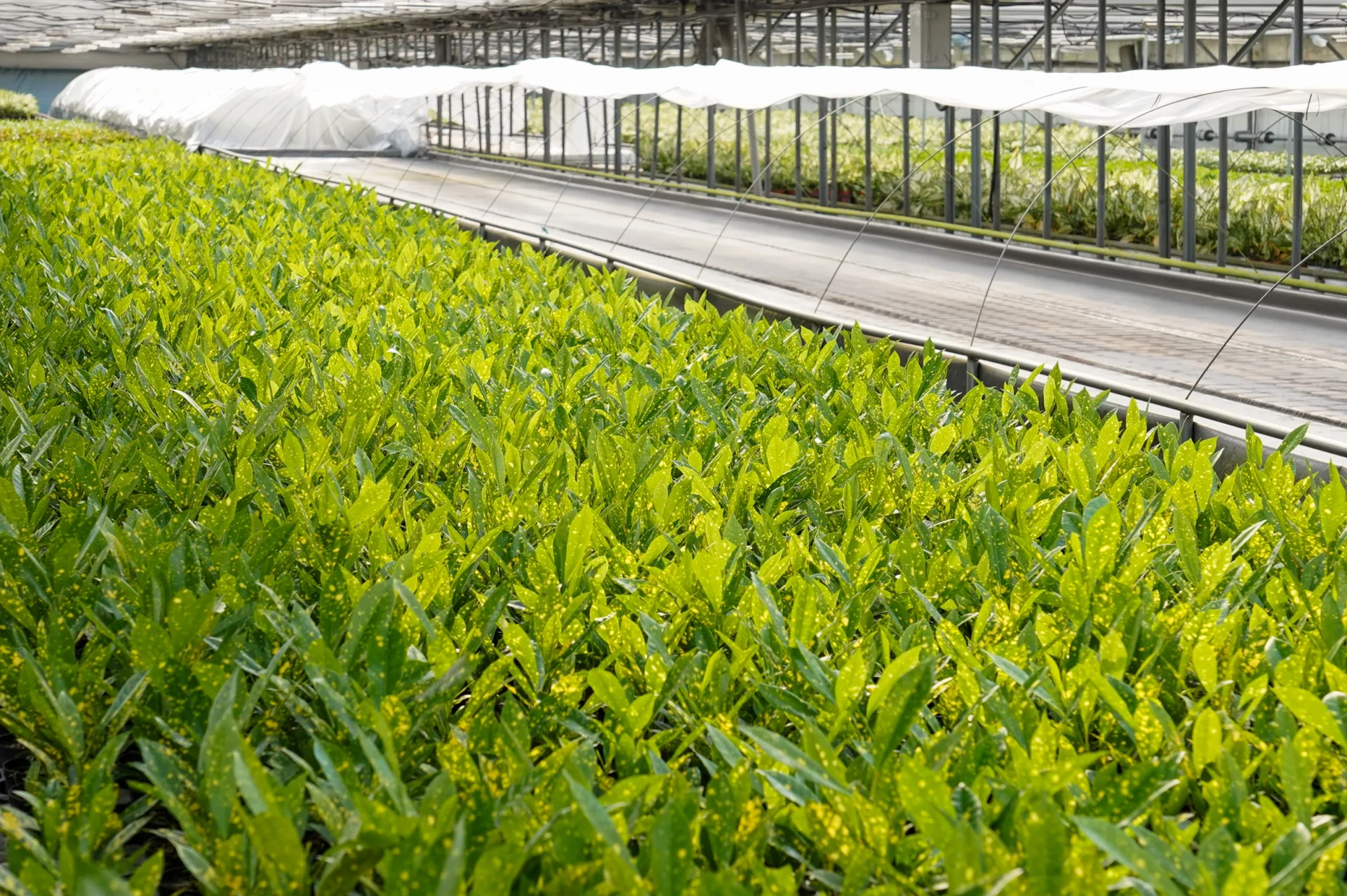 에코피플의 파주 플랜테리어 농장에서 재배중인 점박이 크로톤(수경식물)