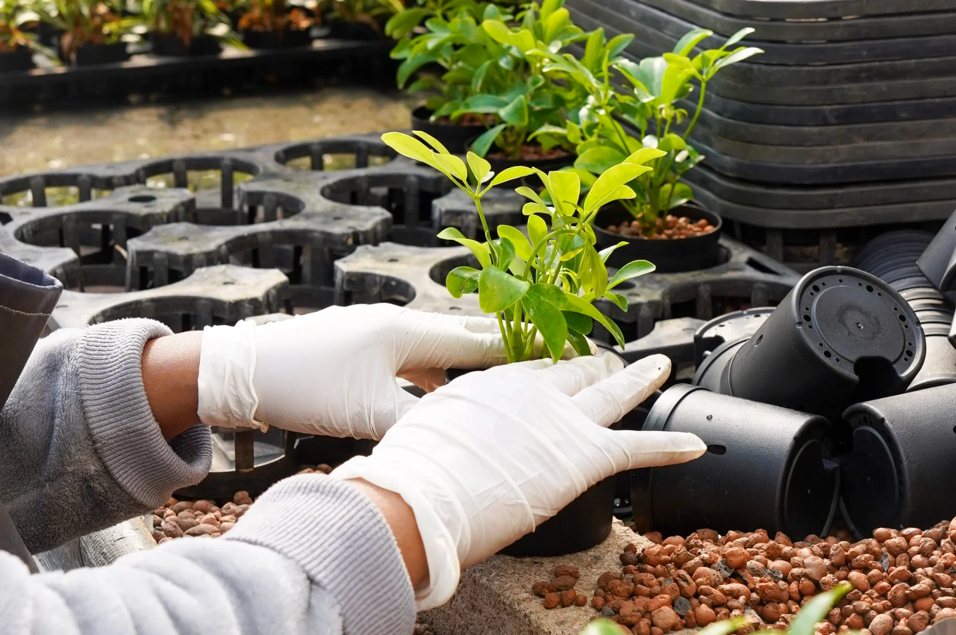 수경식물을 만들기 위해서 뿌리의 흙을 없앤 식물을 하이드로볼을 채운 화분에 식재하고 있다