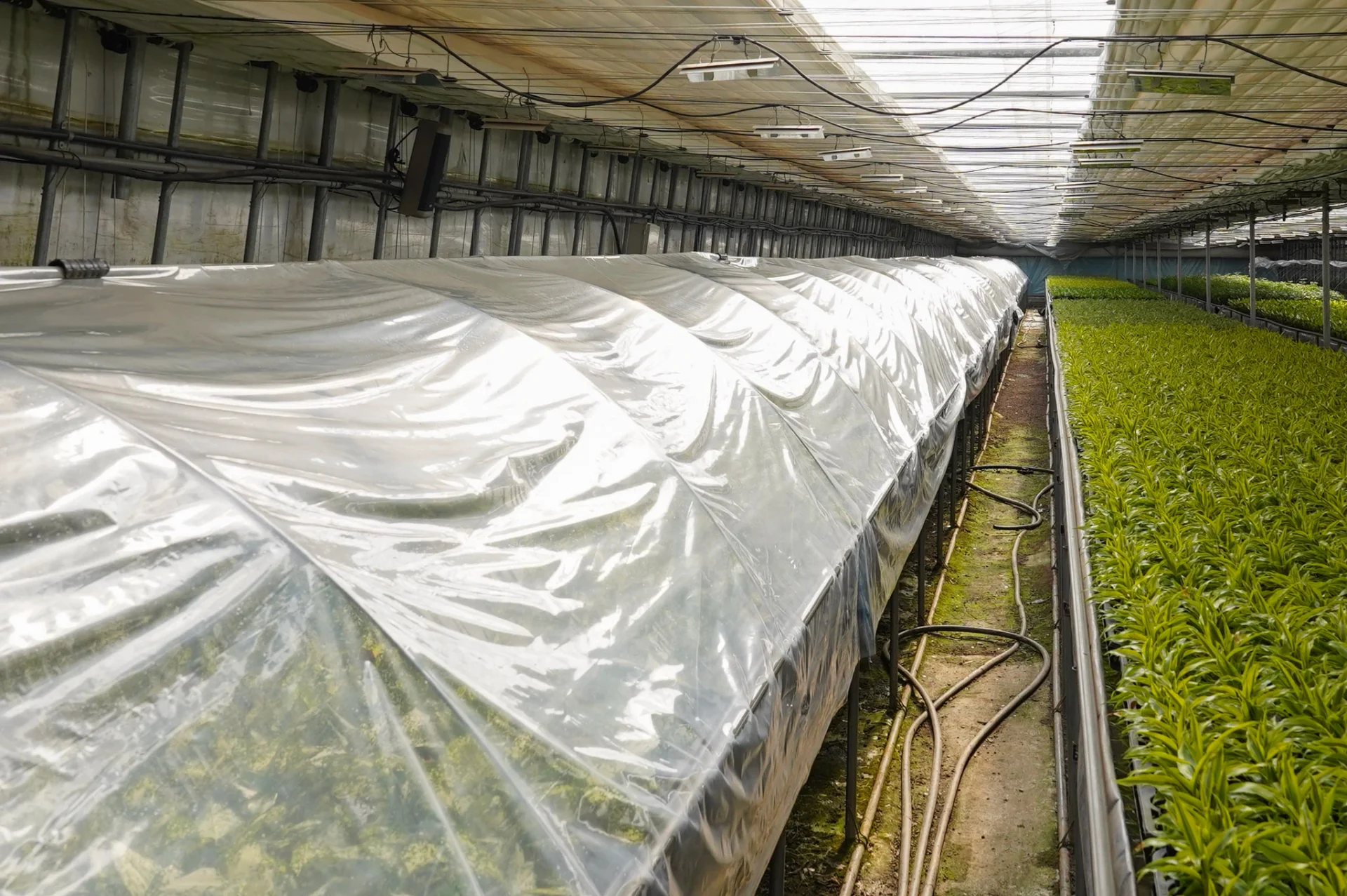 에코피플 파주 수경식물 생산 농장의 전경. 비닐하우스(텐트)에서 식물이 적응중