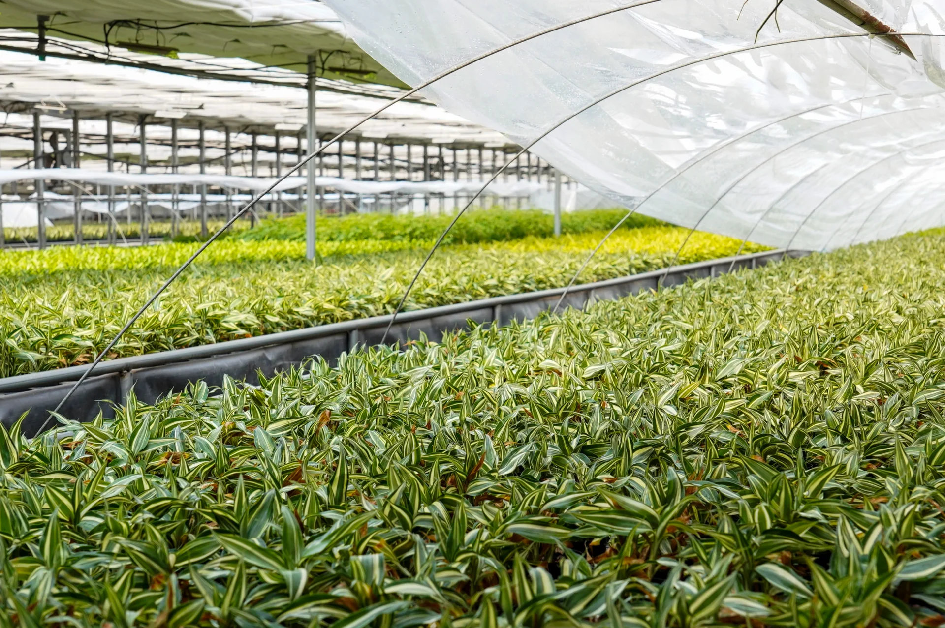 수경재배식물로 유명한 관엽식물인 빅토리아를 온실에서 재배하고 있는 모습