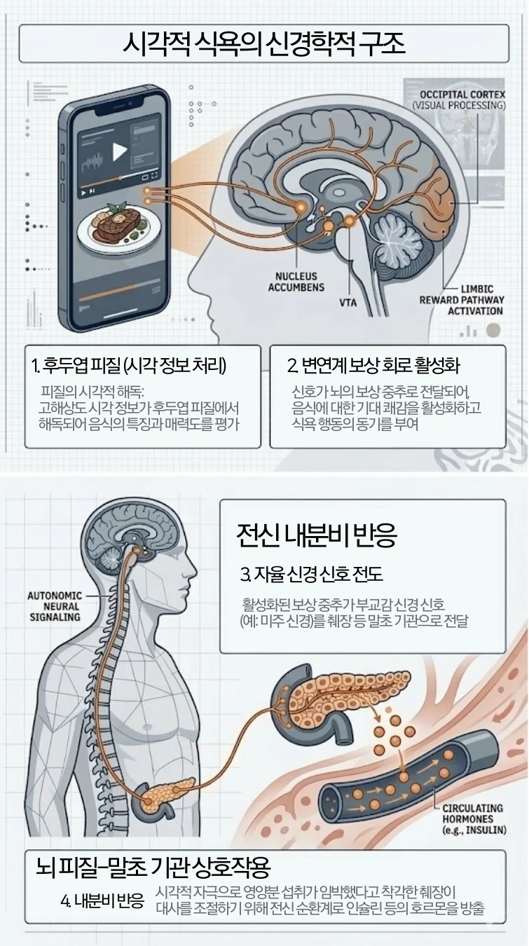 스마트폰 시각 자극(먹방)이 뇌의 거울 뉴런과 보상 회로를 거쳐 췌장의 인슐린 분비를 유도하는 가짜 식욕 발생 과정 도식화. 시각 정보 처리, 변연계 보상 회로 활성화, 자율 신경 신호 전도, 전신 내분비 반응 4단계로 구성됨