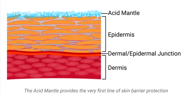 Diagram of skin layers—showing the acid mantle, epidermis, and dermis