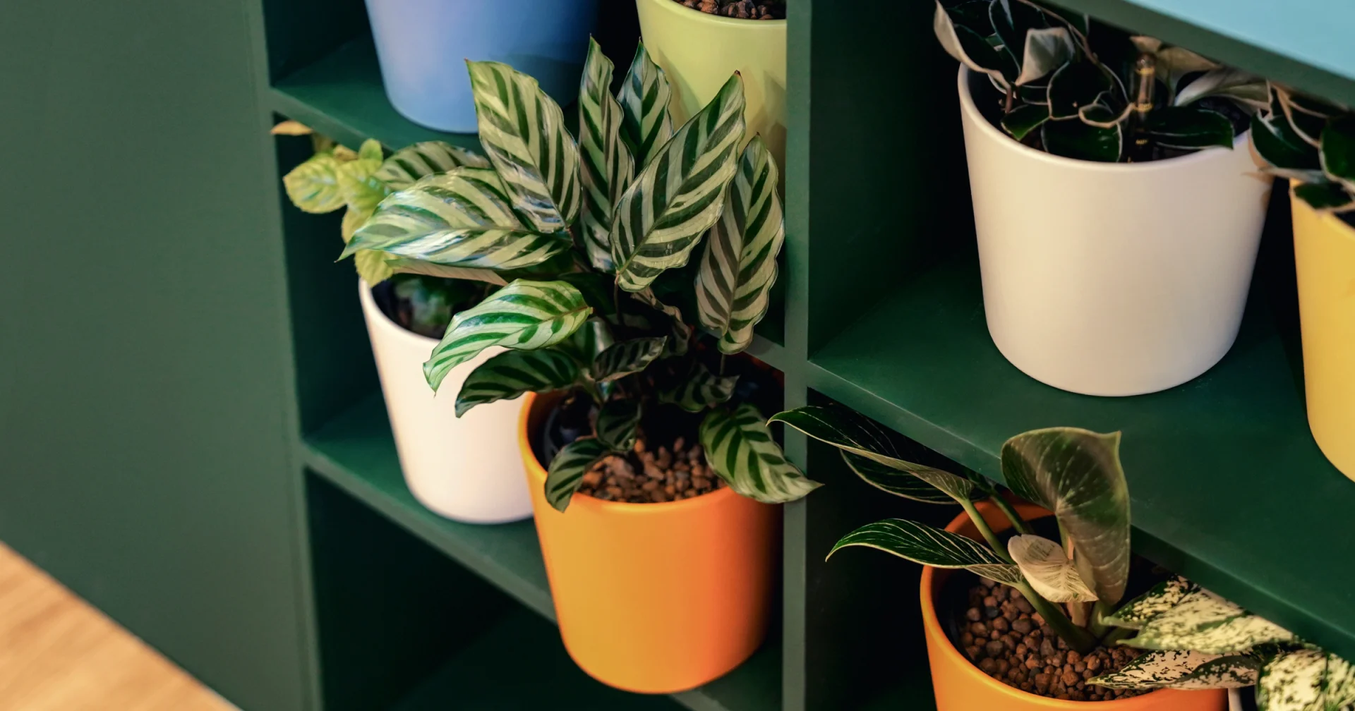 오렌지색 화분에 수경식물이 담겨 싱그러운 매력을 뽐내고 있다