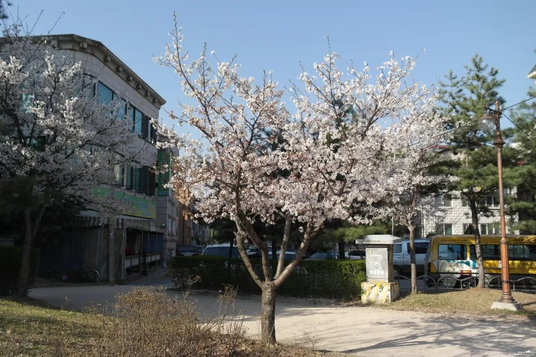 왕벚나무 (출처: 국립수목원 국가생물종지식정보)