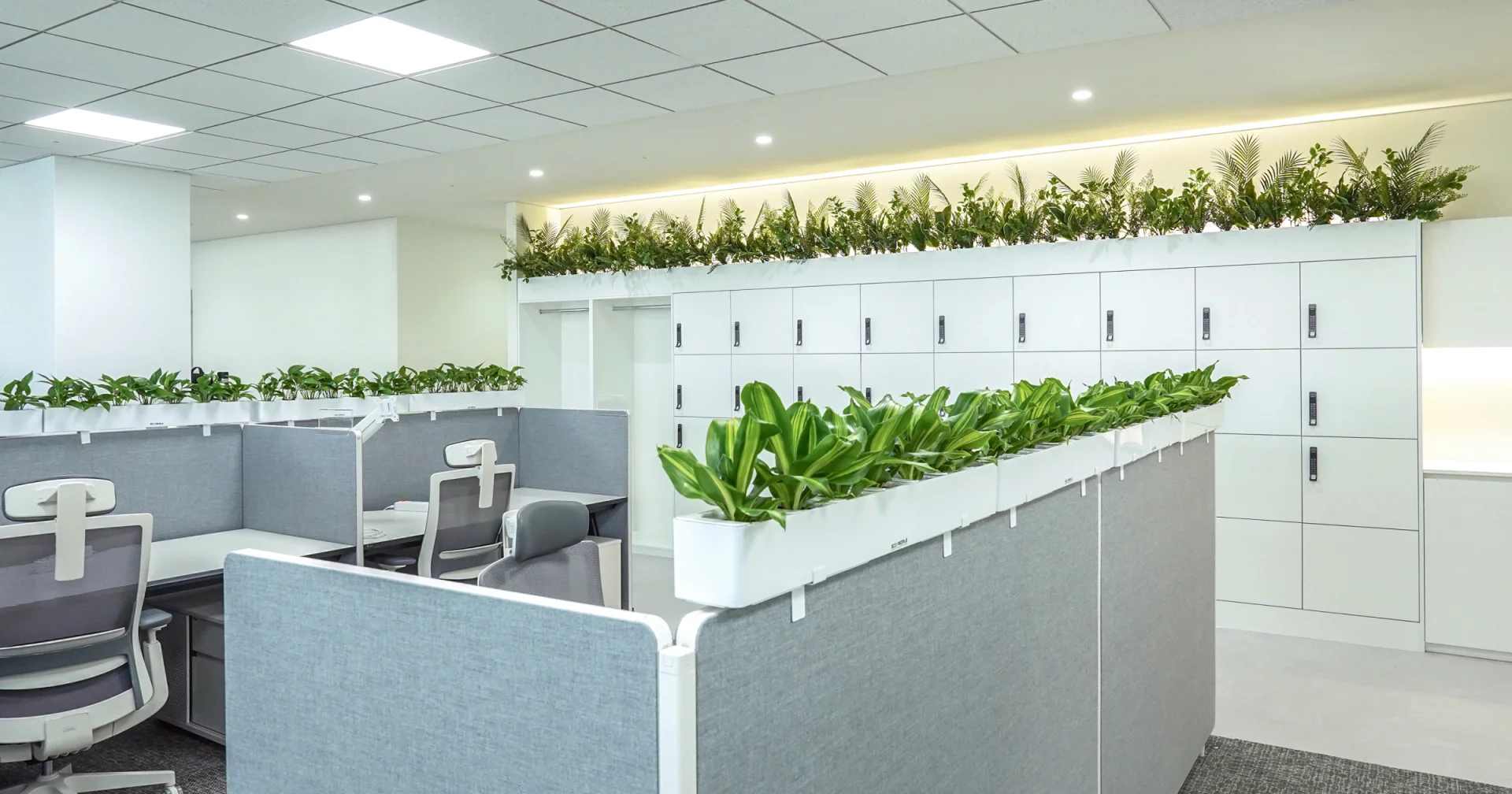 오피스 플랜테리어. 파티션과 사물함 위에 식물을 더한 모습