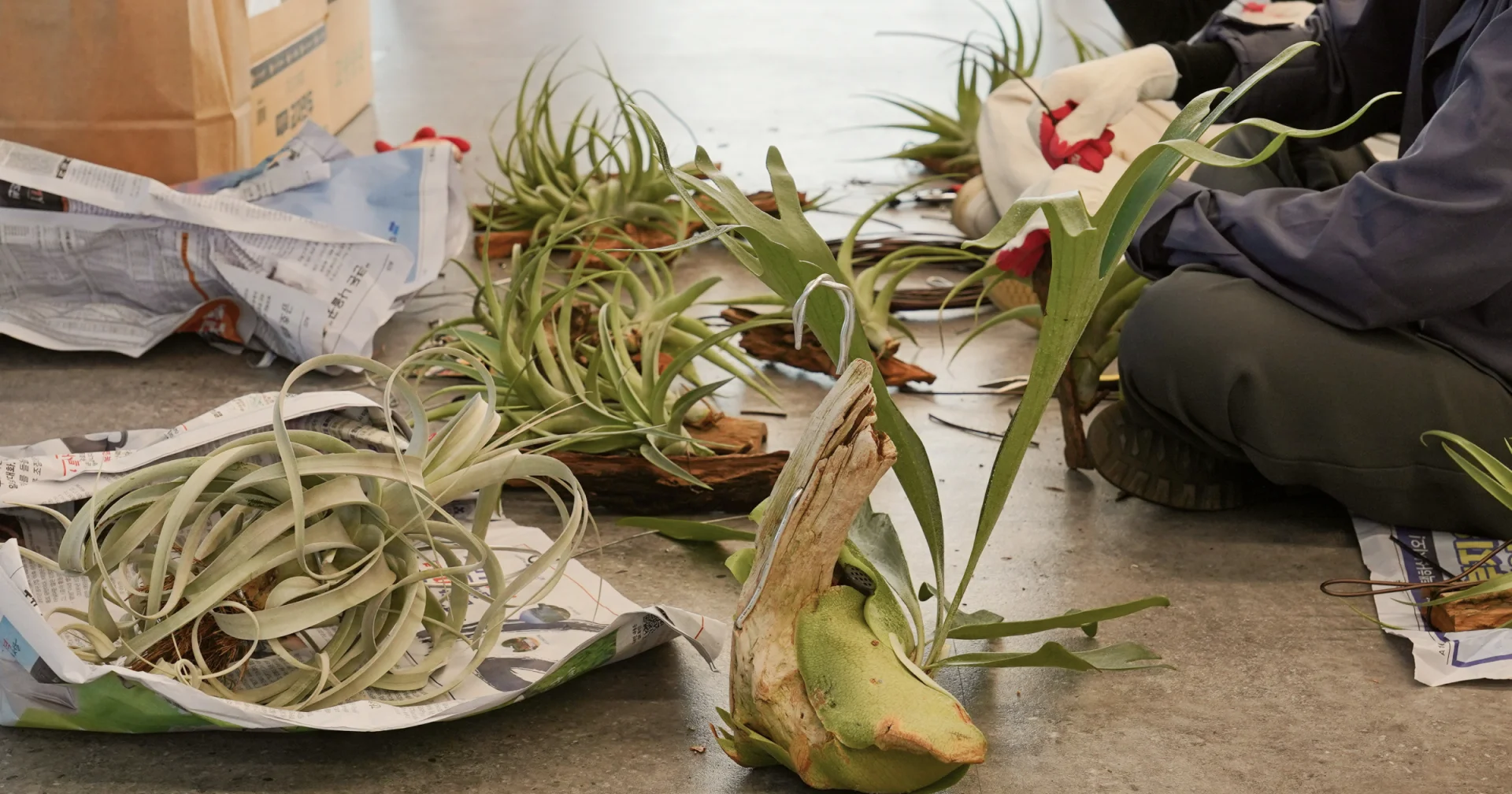 벽에 매다는 식물종들을 손질하고 있는 모습. 행잉플랜트 작업 과정.