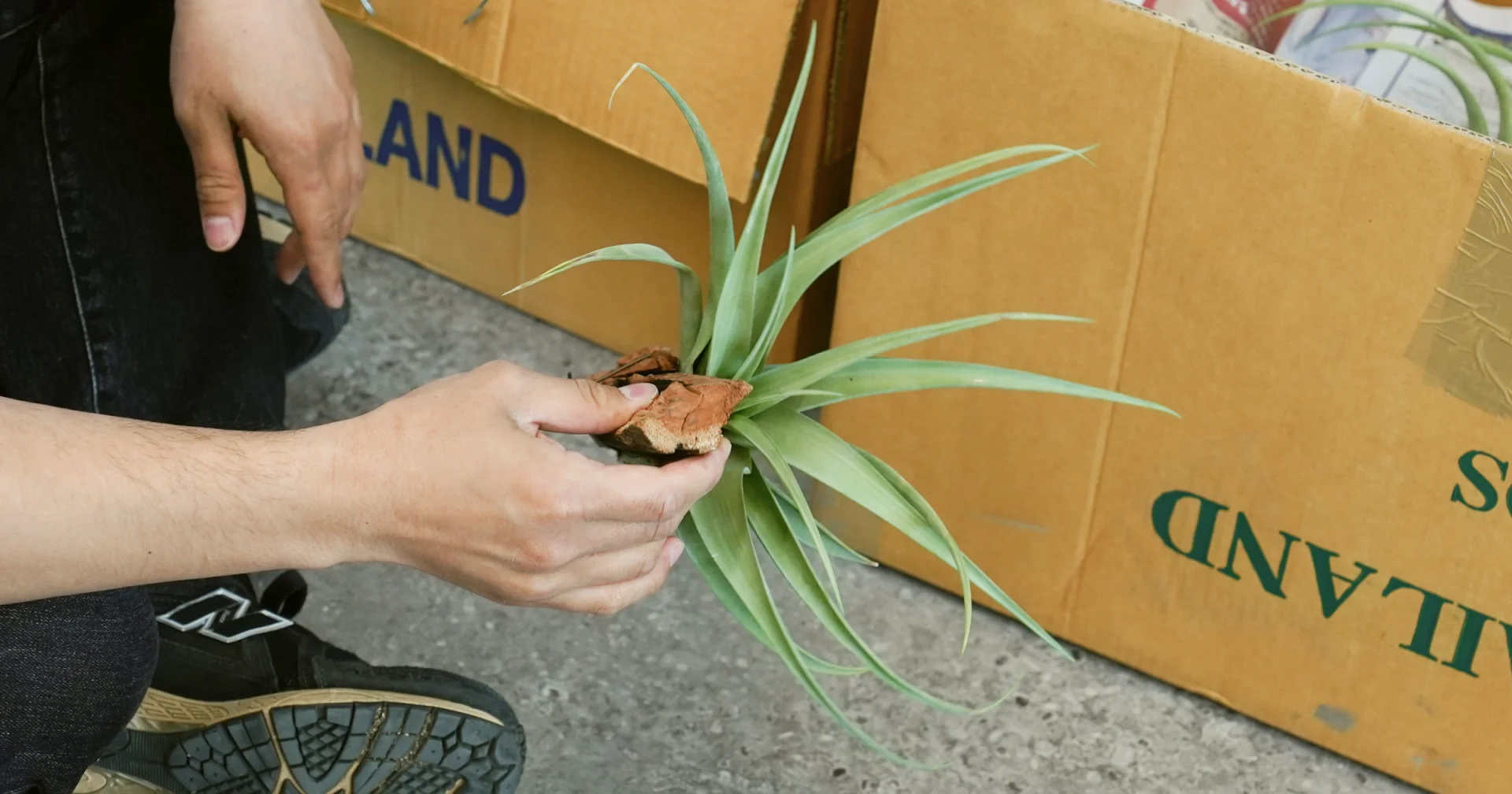 틸란드시아를 한 손으로 잡고 있는 모습.